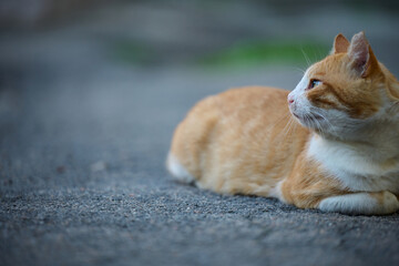 Naklejka na ściany i meble Adult red -haired white cat sits on the street
