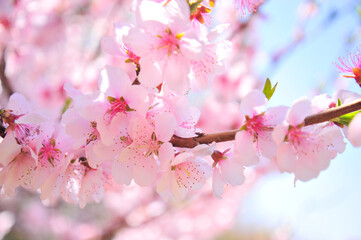 Fototapeta na wymiar Pink peach blossoms in full bloom