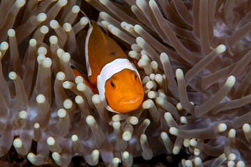 Clownfish - Western Anemonefish - Amphiprion ocellaris living in an anemone. Sea life of Tulamben, Bali, Indonesia.