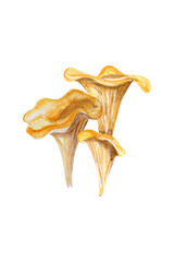 Сhanterelle mushrooms. Edible forest mushroom. Watercolor hand drawn painting illustration isolated on white background.