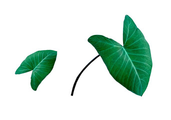 Top view two colocasia esculenta leaf growth green colour isolated on white background stock photo or illustration design, beauty of natural leave, brightness, leaves