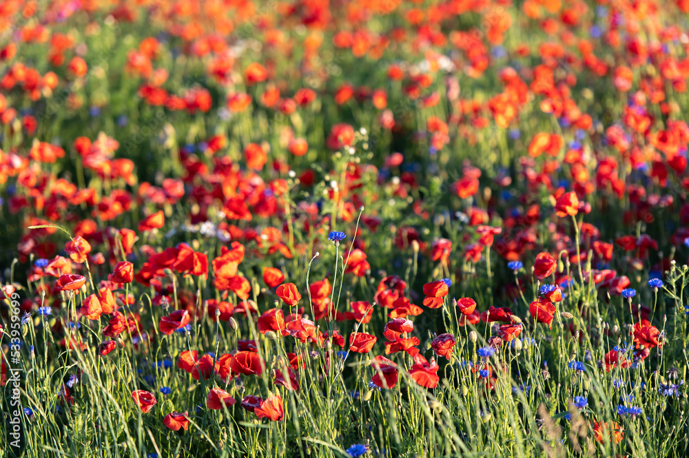 Wall mural Vivid poppy field in Latvia