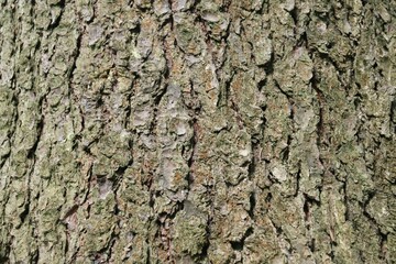 bark of a tree