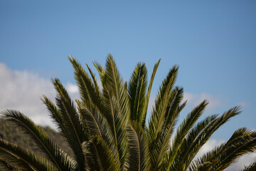 Obraz na płótnie Canvas Hojas de palmera con el fondo azul del cielo con nubes
