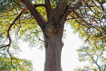 Fototapeta na wymiar A giant cypress tree near the Frio River