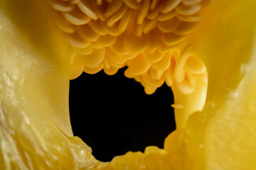 Macro shot from inside slice of yellow sweet pepper on a black isolated studio background. Juicy pulp of sweet pepper with seeds. Background of ripe vegetables for restaurant. Fresh vegetable.