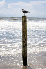 Seagull on the beach