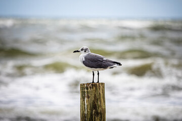Seagull on the beach