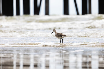 Sandpiper on the Beach
