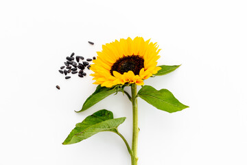 Obraz premium Blooming yellow sunflowers with sunflower seeds. Summer or autumn background