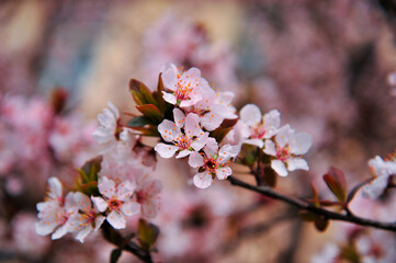 Fototapeta premium The mirabalan blossoms in bloom
