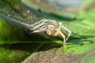 spider on green leaf, lurking for prey