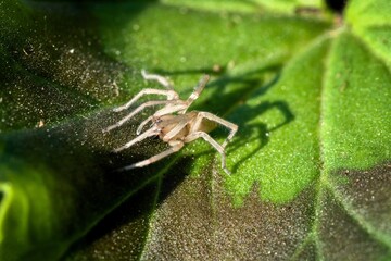 spider on green leaf, lurking for prey