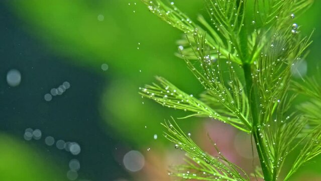 Beautiful freshwater aquarium with many green plants which exudes bubbles oxygen. Process of photosynthesis of aquarium plants in an aquarium. Aqua space. Beautiful aquarium landscape.