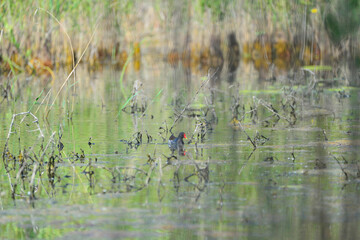  the moorhen in a lake,a kind of bird