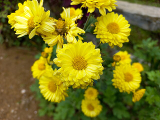 Photos of yellow chrysanthemum flower types
