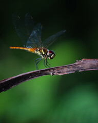 wandering pennant dragonfly on tree branch