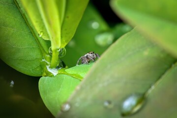 spider on green leaf, lurking for prey