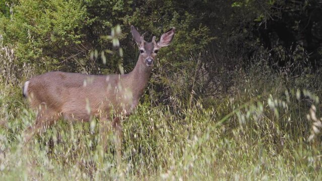 A young black-tailed deer buck with budding velvet antlers trots away in the Pacific Northwest wilderness