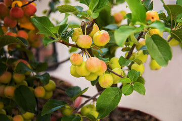 Apple tree ornamental Malus 'Red Sentinel' with edible, bright red fruits
