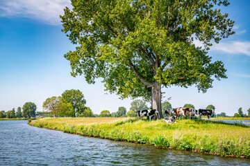 Cows shelter from the sun under a beacon tree along the river Maas in the Netherlands.