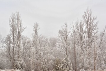 Snow covered trees on a cold winter day