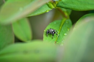 spider on green leaf, lurking for prey
