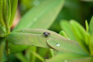 spider on green leaf, lurking for prey