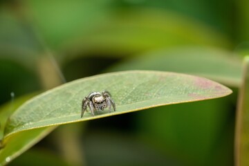 spider on green leaf, lurking for prey