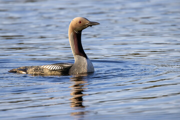 Black-throated Diver