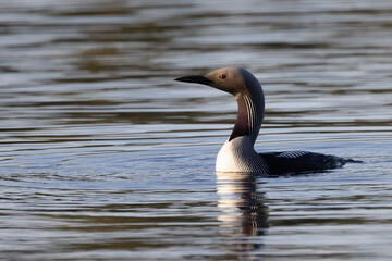 Black-throated Diver