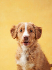 Nova Scotia duck retriever puppy on yellow background. Charming Dog in the studio. funny toller