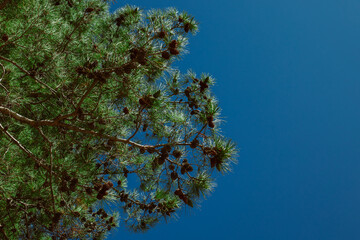 Branches of green pine tree in a blue sky.