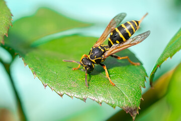 The wasp is sitting on green leaves. The dangerous yellow-and-black striped common Wasp sits on leaves.