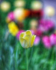 Stand Out