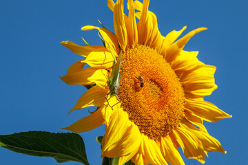 Yellow sunflower in a field against a bright blue sky on a sunny day. Sunflower flower close-up. The sunflower is blooming. A large green locust sits on a blooming sunflower