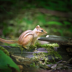 Chipmunk on mossy log