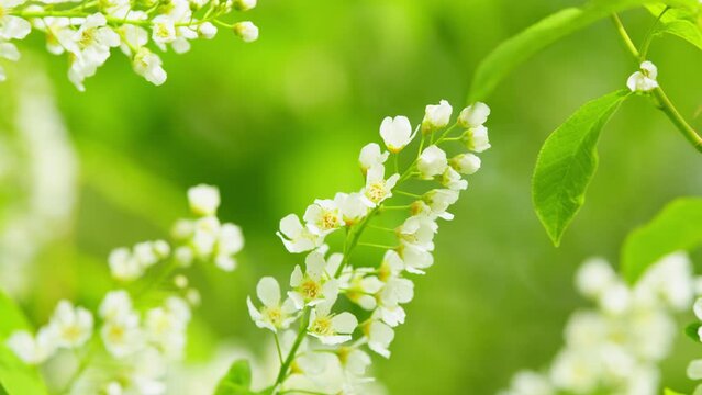 Prunus padus or known as bird cherry. Bird cherry in bloom. Flowering plant in the rose family rosaceae. Slow motion.