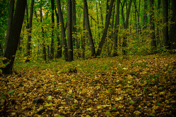 Walking through the autumn forest in Samarskaya Luka National Park!