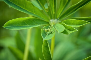 Fototapeta na wymiar green grasshopper on green leaf