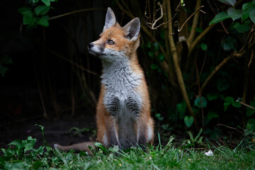 Young fox cub sat on the lawn in the garden