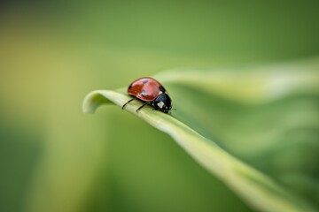 ladybug in the garden on green leaf