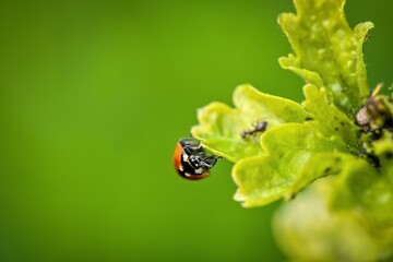 ladybug in the garden on green leaf