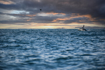 Fototapeta premium Ballena saltando en el atardecer