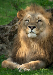 Katanga Lion or Southwest African Lion, panthera leo bleyenberghi. Head Close Up. Natural Habitat. Big lion with dark mane in the green grass in the savanna.Portrait of an african lion in the green.