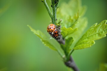 ladybirds breeding in the garden on a green plant