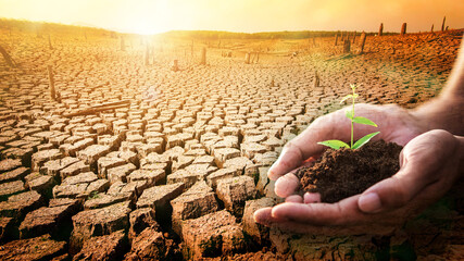 Hand of someone holding sapling growing from the soil with sunlight and hot desert land background....