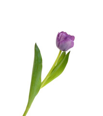Colorful tulip flowers  isolated on white 