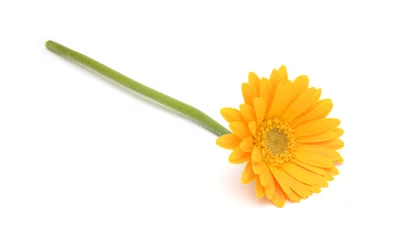 Selbstklebende Fototapeten Gerbera Gerbera daisy flowers on white background   © ImagesMy