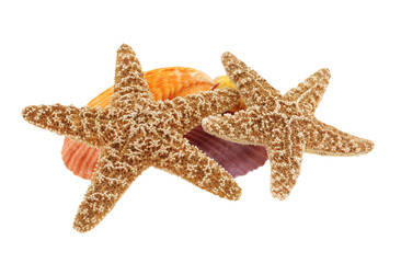 Seashells and starfish combo summer decoration  isolated on transparency photo png file 